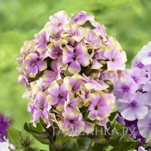 Флокс метельчатый Щербет Коктейл