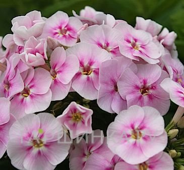 Флокс Юник Биколор метельчатый