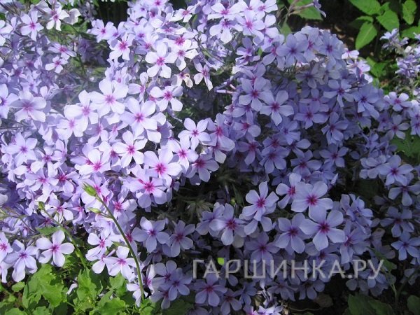 Флокс Чаттахучи растопыренный