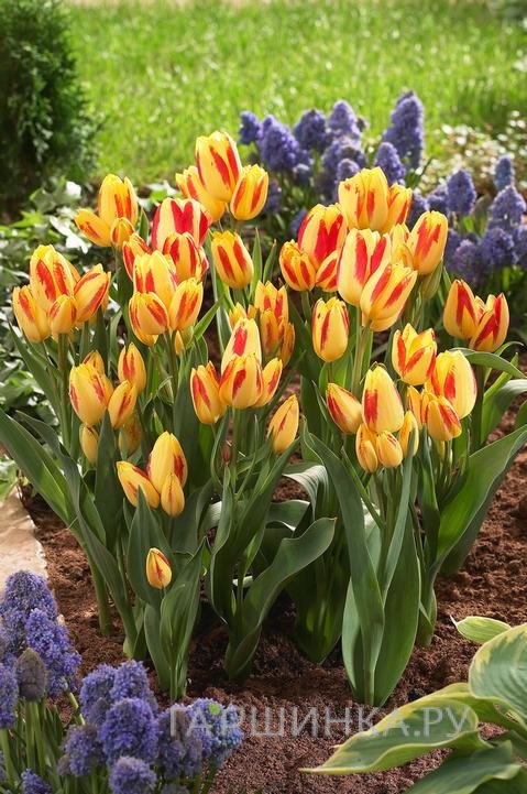 Тюльпан Флоретте многоцветковый 5шт.