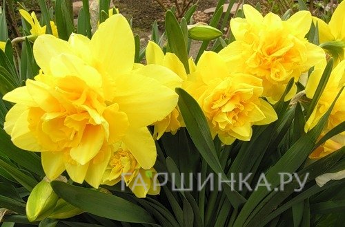 Нарцисс Флаер махровый 5шт.