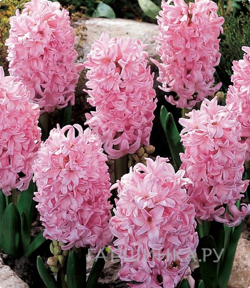 Гиацинт Фондант 3 шт