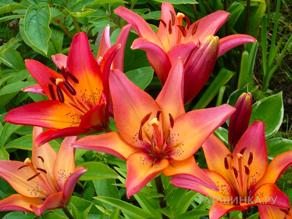 Лилия Форевер Марджоли азиатская/2шт