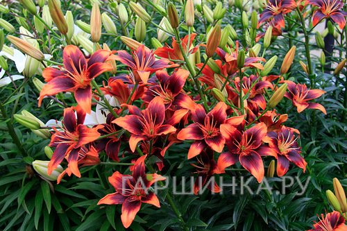 Лилия Форевер Сюзан азиатская