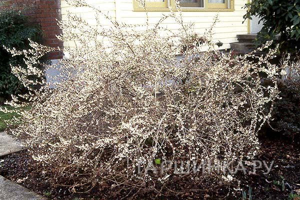 Абелиолистник (Форзиция белая)