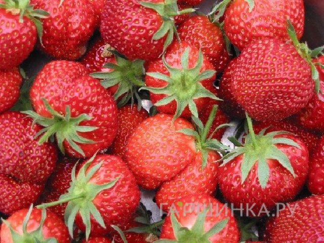 Клубника Остара ремонтантная