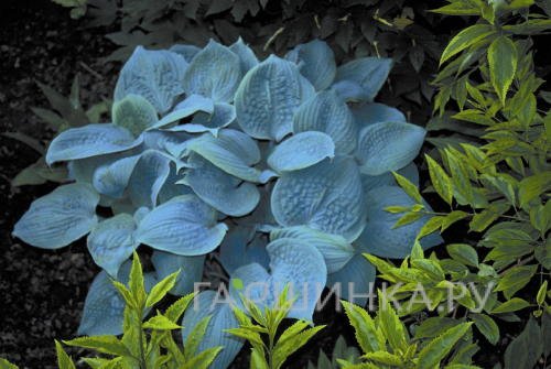 Хоста Фрагрант Блу (SM)