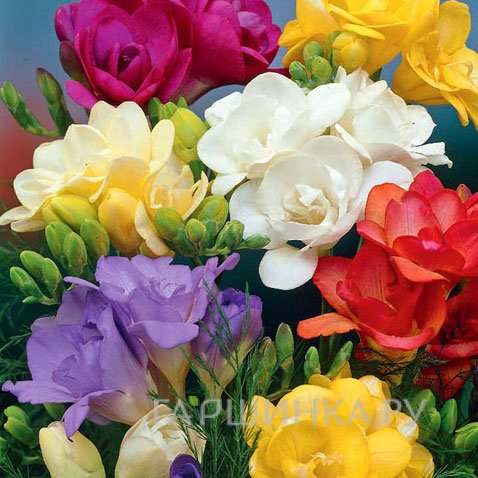 Фрезия Микс 8 шт