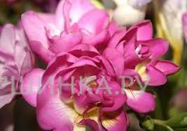 Фрезия махровая Pink 10шт