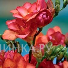 Фрезия махровая Red 10шт