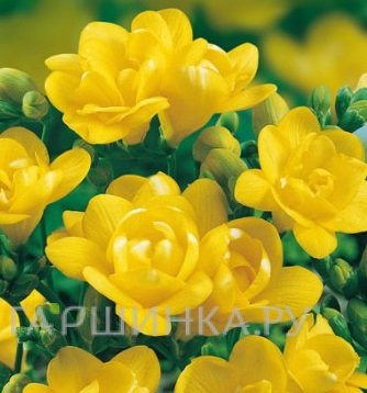 Фрезия махровая Дабл Еллоу 10шт