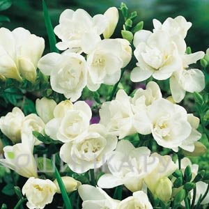 Фрезия махровая White 10шт