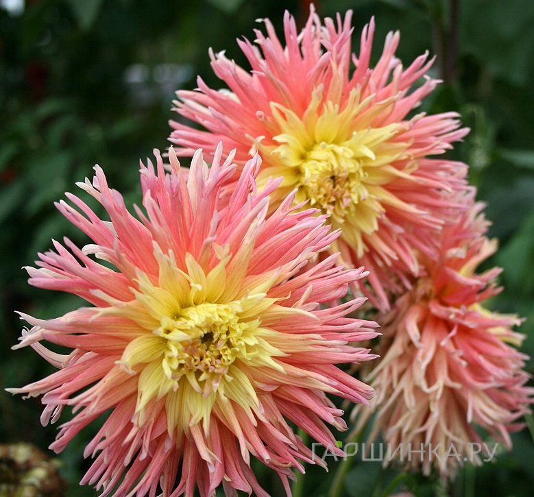 Георгина Фринджет Стар бахромчатая