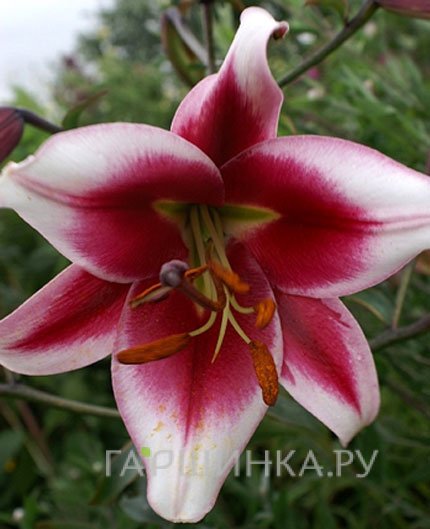 Лилия Фризо ОТ-гибрид