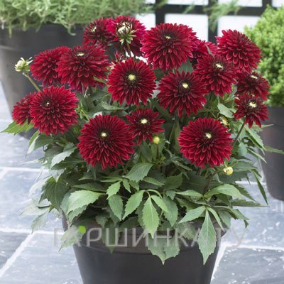 Георгина Фриволоус Глоу бордюрная