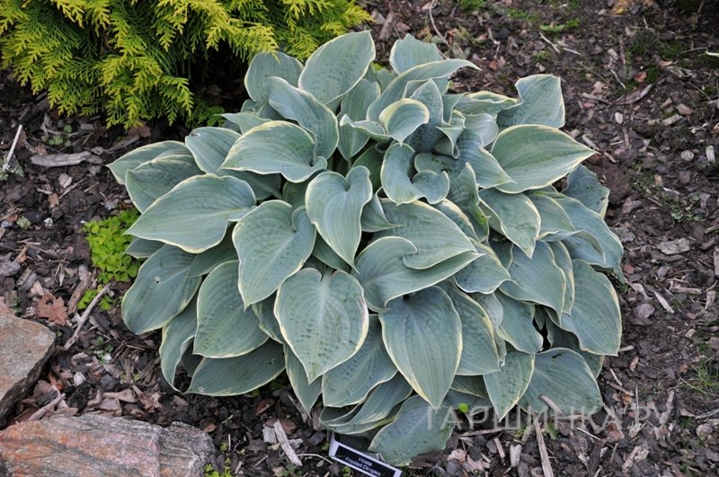 Хоста Фростед Димплес (M)