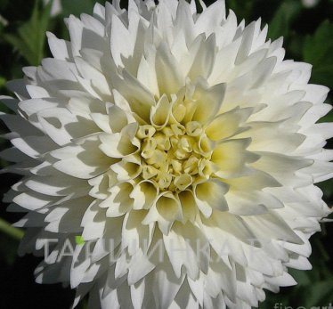 Георгина Майами Фубуки декоративная