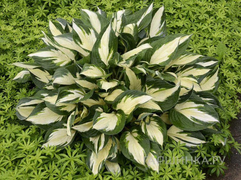 Хоста Лоялист (SM)