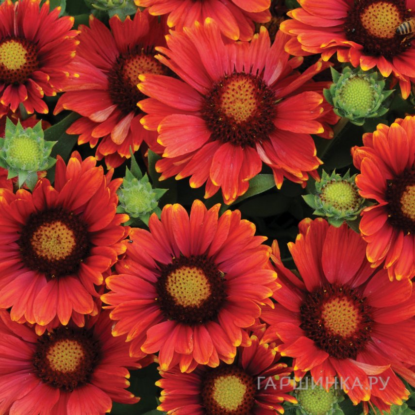 Гайлардия Аризона Ред Шадейс