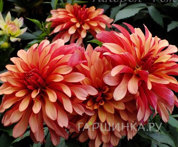 Георгина Геллери Арт Деко бордюрная