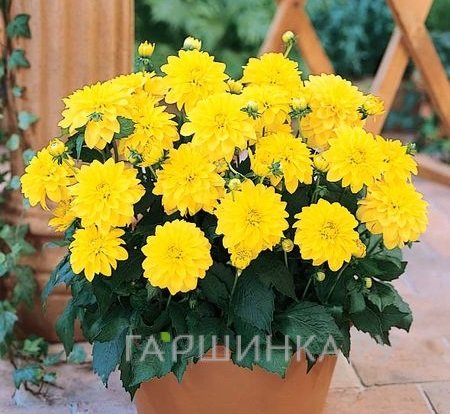 Георгина Геллери Сезан бордюрная