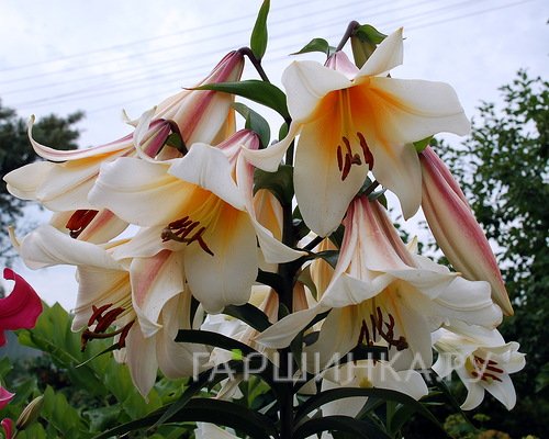 Лилия Гарден Эффейр ОТ-гибрид /2шт