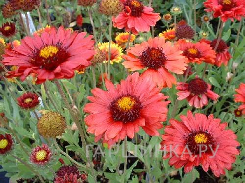 Гайлардия Бургундер
