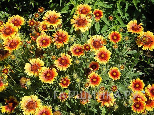 Гайлардия Кобольд