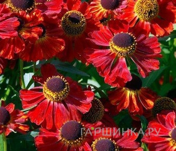 Гелениум Рубинцверг