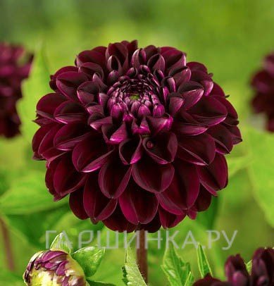 Георгина Дарк Спирит помпонная