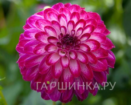 Георгина Литл Роберт помпонная