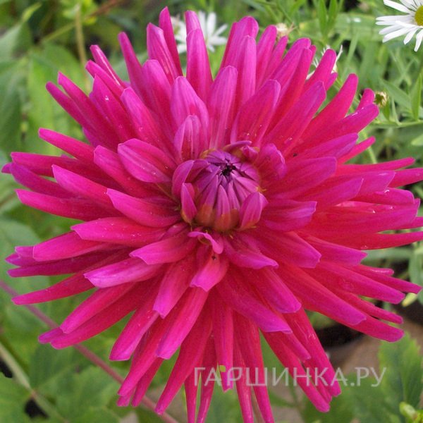 Георгина Орфео кактусовидная