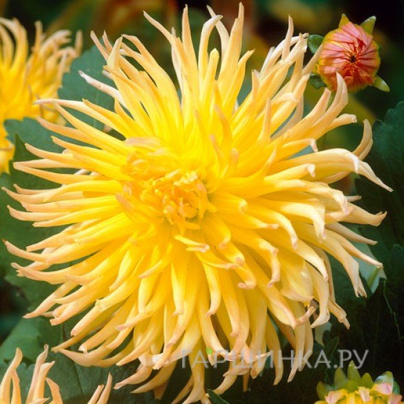 Георгина Стар Спектакль бахромчатая