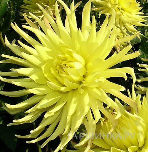 Георгина Еллоу Стар бахромчатая