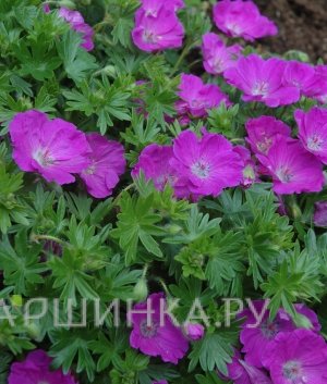 Герань садовая Макс Фрай