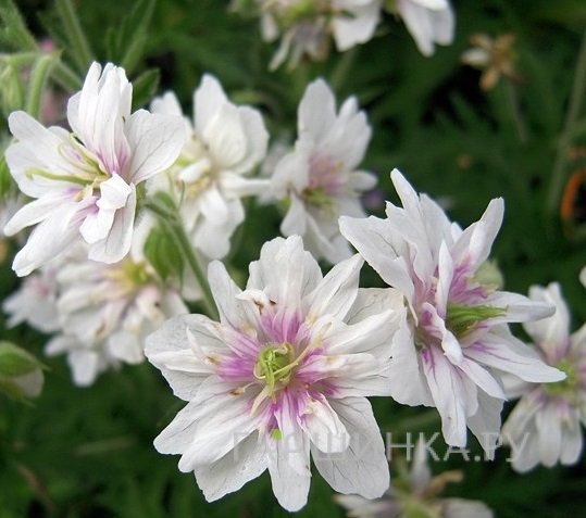 Герань садовая Дабл Джевел