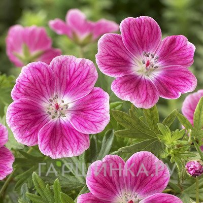 Герань кроваво-красная Элке