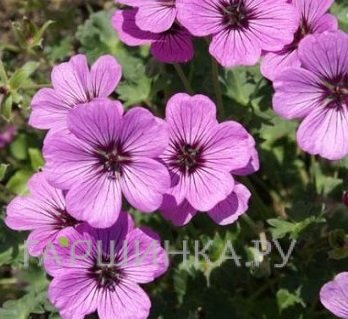 Герань садовая Сатин