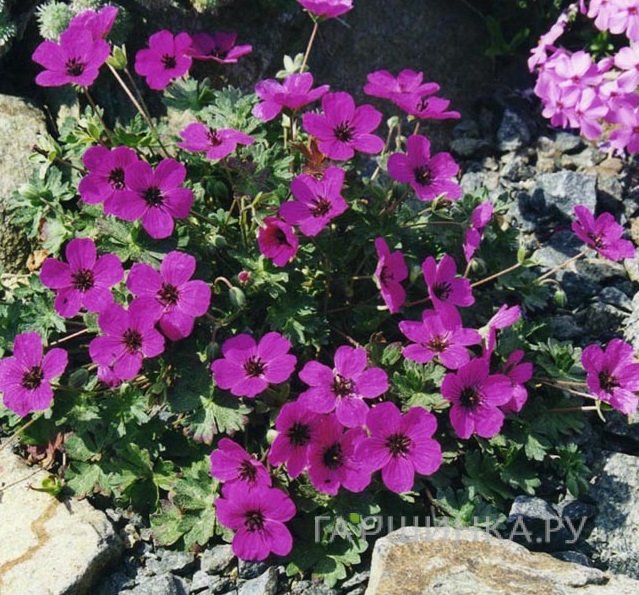 Герань садовая Сабкулесценс