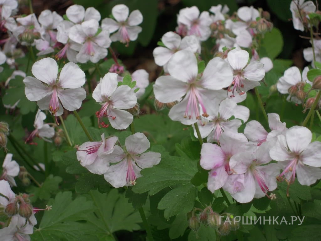 Герань Биоково кембриджская