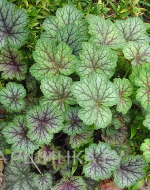 Гейхера Далс Страйн