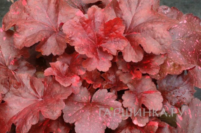 Гейхера Гэлакси