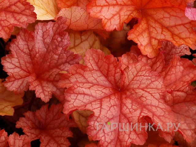 Гейхера Паприка