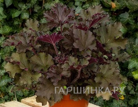 Гейхера Рекс Ред