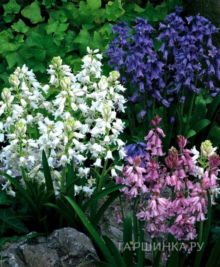 Гиацинтоидес смесь 8 шт