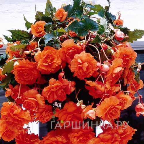 Бегония Пендула Оранж 2шт.