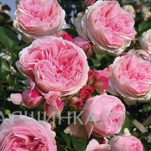 Роза Джардина плетистая, Тантау (лиц)