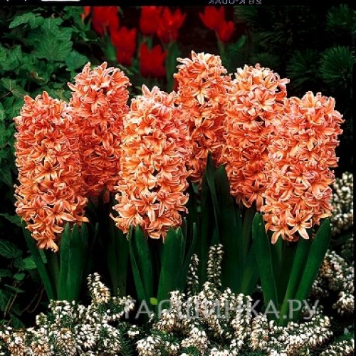 Гиацинт Джипси Кyин 3 шт