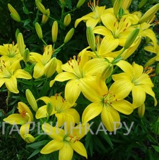 Лилия Жиронд азиатская /2шт