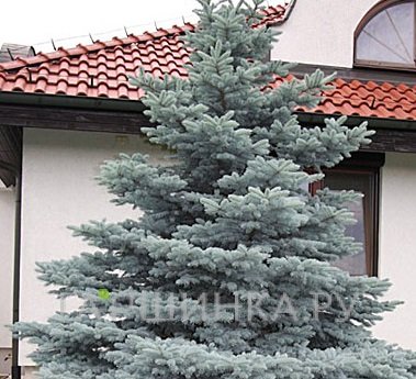 Ель колючая Мисти Блу